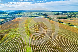 Straight golden rows of large vineyard in Australia. photo