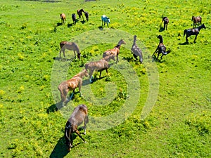 Aerial view of the beautiful wild horses in the green fields of Latvia