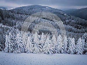 Aerial view of beautiful winter forest scenery