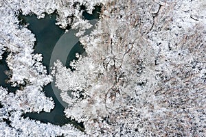 Aerial view of beech forest and white frozen swamps on a cloudy day. winter landscape