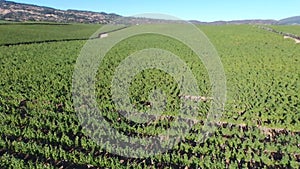 Aerial view of biological vineyard