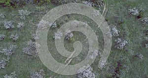 Aerial view from birds eye over a bloom plum trees in the mountains with road tracks