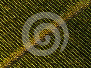 Aerial view birds eye top perspective of a big vineyard plantation in the summer season. Wine industry.