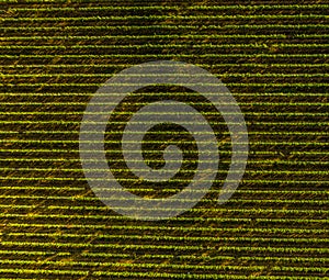 Aerial view birds eye top perspective of a big vineyard plantation in the summer season. Wine industry.