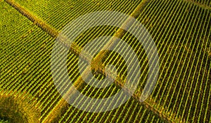 Aerial view birds eye top perspective of a big vineyard plantation in the summer season. Wine industry.