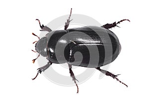 Black Beetle Aerial with clipping path photo