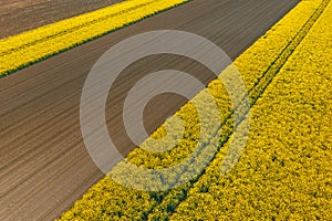 Aerial view of blooming rapeseed field