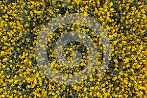 Aerial view of blooming rapeseed field