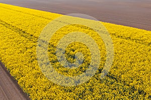 Aerial view of blooming rapeseed field