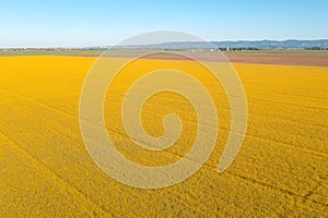 Aerial view of blooming rapeseed field