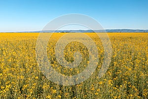 Aerial view of blooming rapeseed field