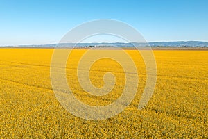 Aerial view of blooming rapeseed field