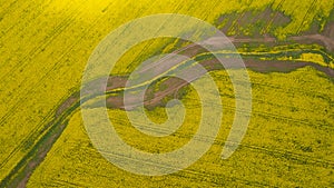 Aerial view of a blooming rapeseed field