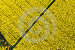 Aerial view of blooming Rapeseed field  Nature Farmland