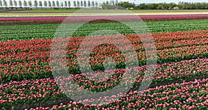 aerial view of blooming tulips in the netherlands