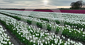 aerial view of blooming tulips in the netherlands