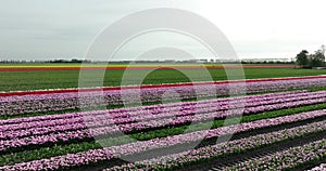aerial view of blooming tulips in the netherlands