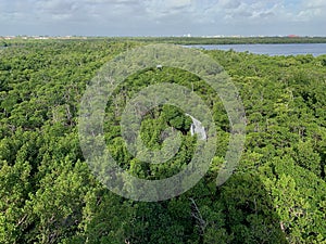 aerial view of boardwalk in mangroves