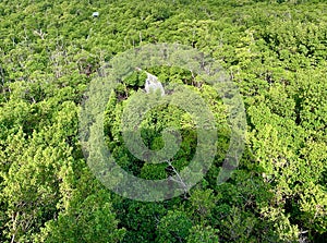 aerial view of boardwalk in mangroves