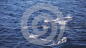 Aerial view from boat of jumping dolphins in open sea