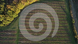 Aerial view Bordeaux vineyard in autumn, landscape vineyard