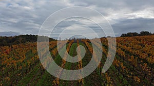 Aerial view Bordeaux vineyard in autumn, landscape vineyard