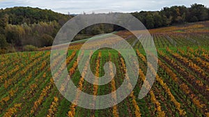 Aerial view Bordeaux vineyard in autumn, landscape vineyard