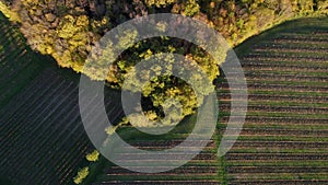 Aerial view Bordeaux vineyard in autumn, landscape vineyard