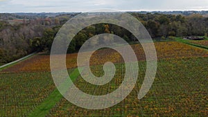 Aerial view Bordeaux vineyard in autumn, landscape vineyard
