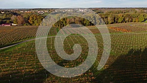 Aerial view Bordeaux vineyard in autumn, landscape vineyard