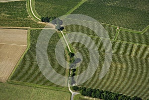 Aerial view of Bordeaux vineyard, France