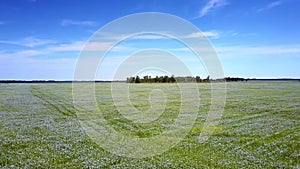 Aerial view boundless field of blossoming buckwheat