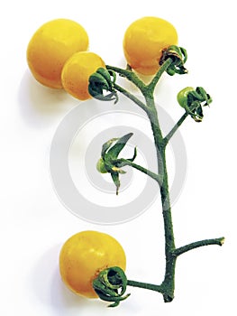 Aerial view of branch of yellow organic tomatoes isolated on white background. Organic food and without additives