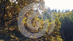 Aerial view on branches in the autumn yellow foliage with road