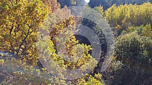 Aerial view on branches in the autumn yellow foliage with road