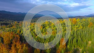 Aerial view of a bright autumn forest on the slopes of the mountains at sunrise