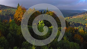 Aerial view of a bright autumn forest on the slopes of the mountains at sunrise