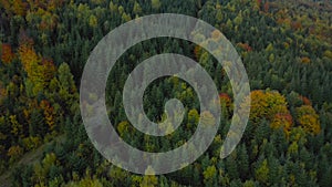 Aerial view of a bright autumn forest on the slopes of the mountains at sunrise