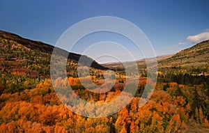 Aerial view of Bright autumn trees in Uinta Wasatch cache National forest, Utah