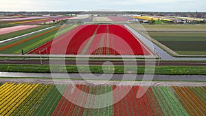 Aerial view of bright colorful Tulips fields growing in the pattern in the Netherlands