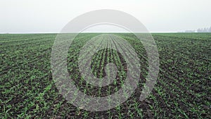 Aerial view of bright green agricultural farm field with growing rapeseed plants. Autumn and fog