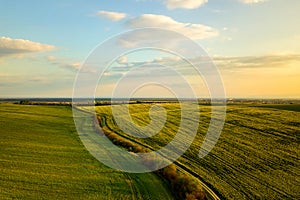 Aerial view of bright green agricultural farm field with growing rapeseed plants and cross country dirt road at sunset