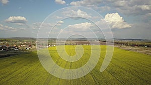 Aerial view of bright green agricultural farm field with growing rapeseed plants and distant village houses.