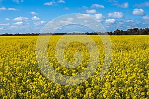 Aerial view of bright yellow canola crops with blue sky on farmland in Narromine, New South Wales, Australia