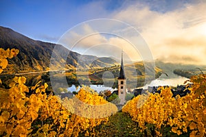 Aerial view of a bright yellow vineyard and a church tower near the water in Bremm, Calmont