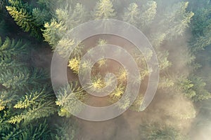 Aerial view of brightly illuminated with sunlight beams foggy dark forest with pine trees at autumn sunrise. Amazing