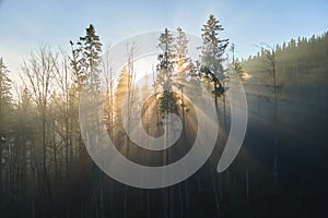 Aerial view of brightly illuminated with sunlight beams foggy dark forest with pine trees at autumn sunrise. Amazing