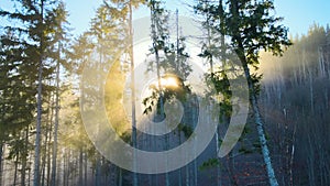 Aerial view of brightly illuminated with sunlight beams foggy dark forest with pine trees at autumn sunrise. Amazing