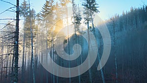 Aerial view of brightly illuminated with sunlight beams foggy dark forest with pine trees at autumn sunrise. Amazing