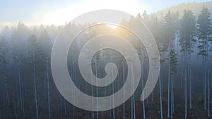 Aerial view of brightly illuminated with sunlight beams foggy dark forest with pine trees at autumn sunrise. Amazing